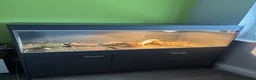Bearded Dragon reptiles for sale: Red Bearded dragon with enclosure for sale. in Rickmansworth - Advert 3