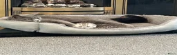 British Shorthair cats for sale: Beautiful Chunky Pure British Shorthair Kittens - Advert 9