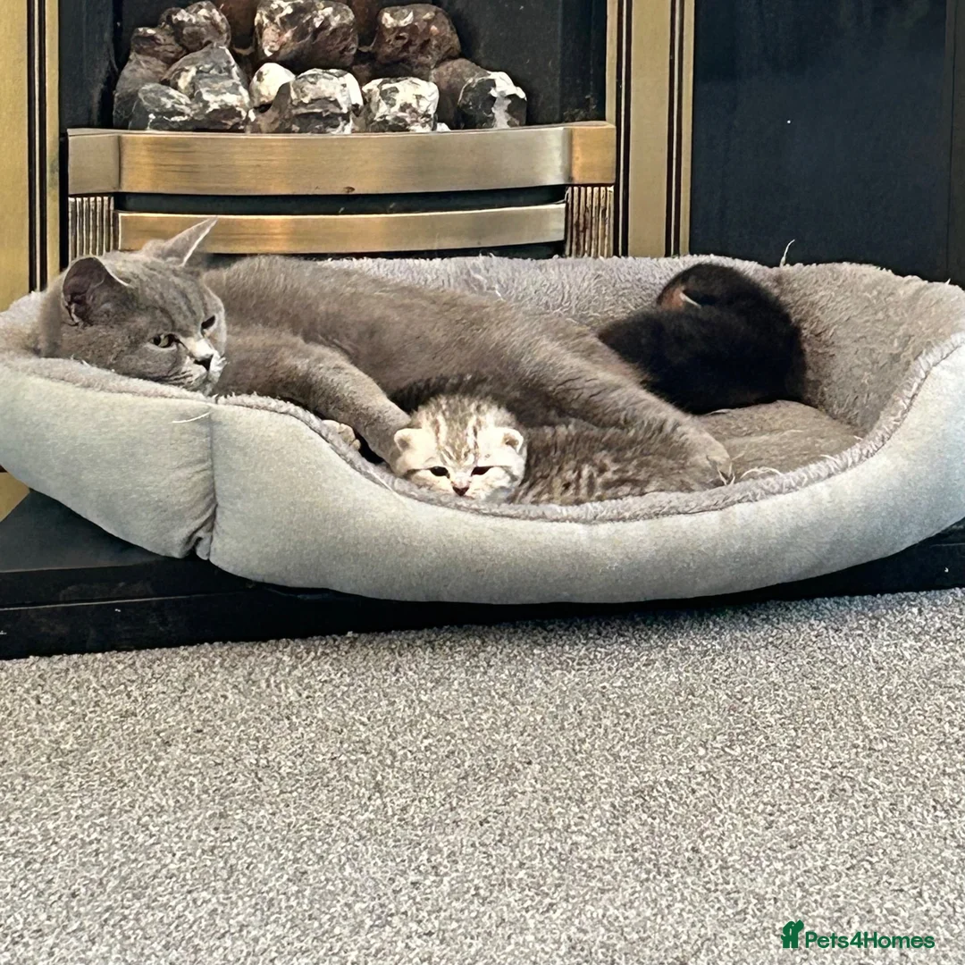 British Shorthair cats for sale: Beautiful Chunky Pure British Shorthair Kittens - Advert 9