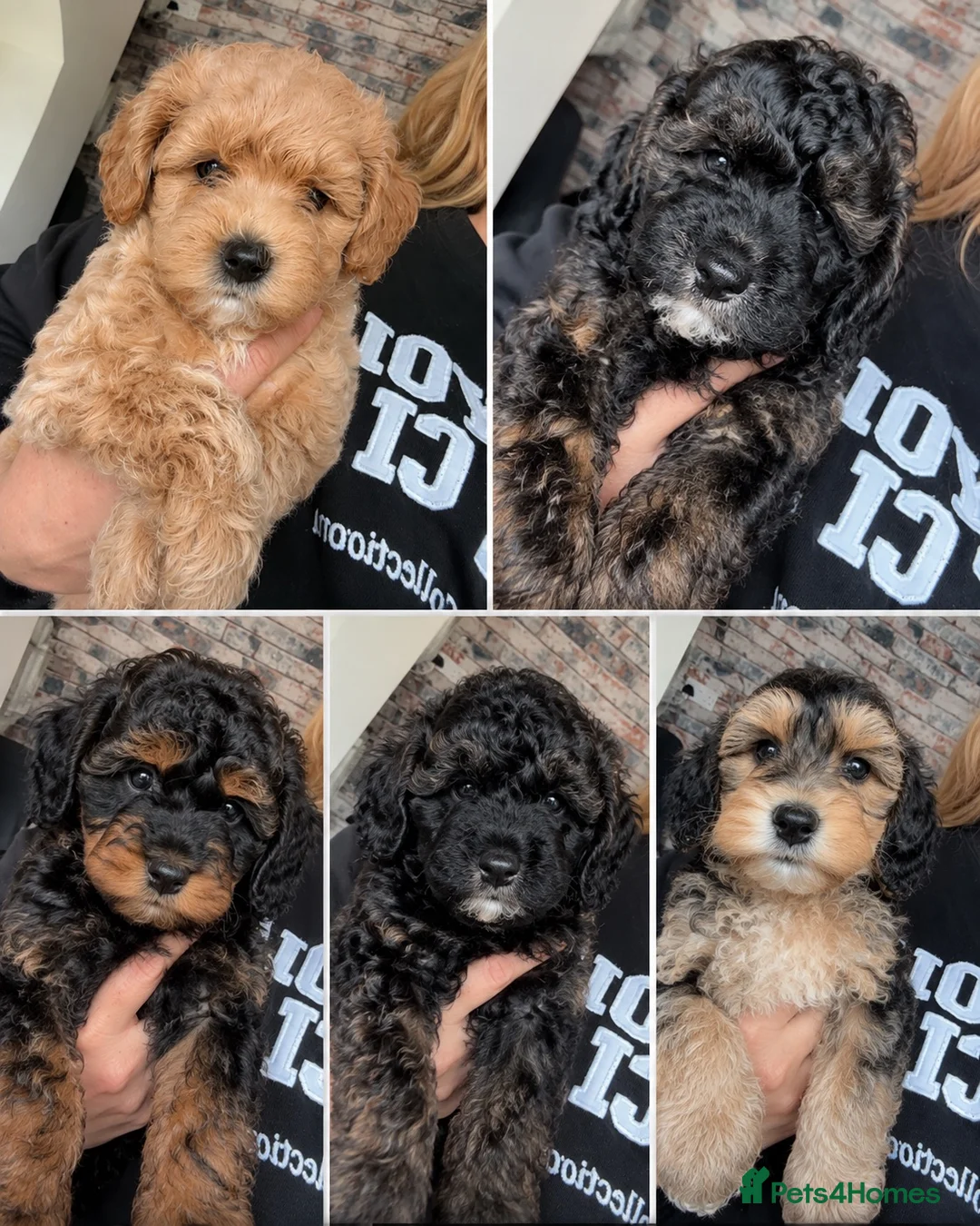 Mixed Breed dogs for sale: Cockapoos, Cockerpoos READY NOW - Advert 1