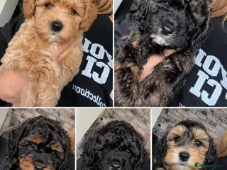 Mixed Breed dogs Cockapoos, Cockerpoos READY NOW - Advert 3