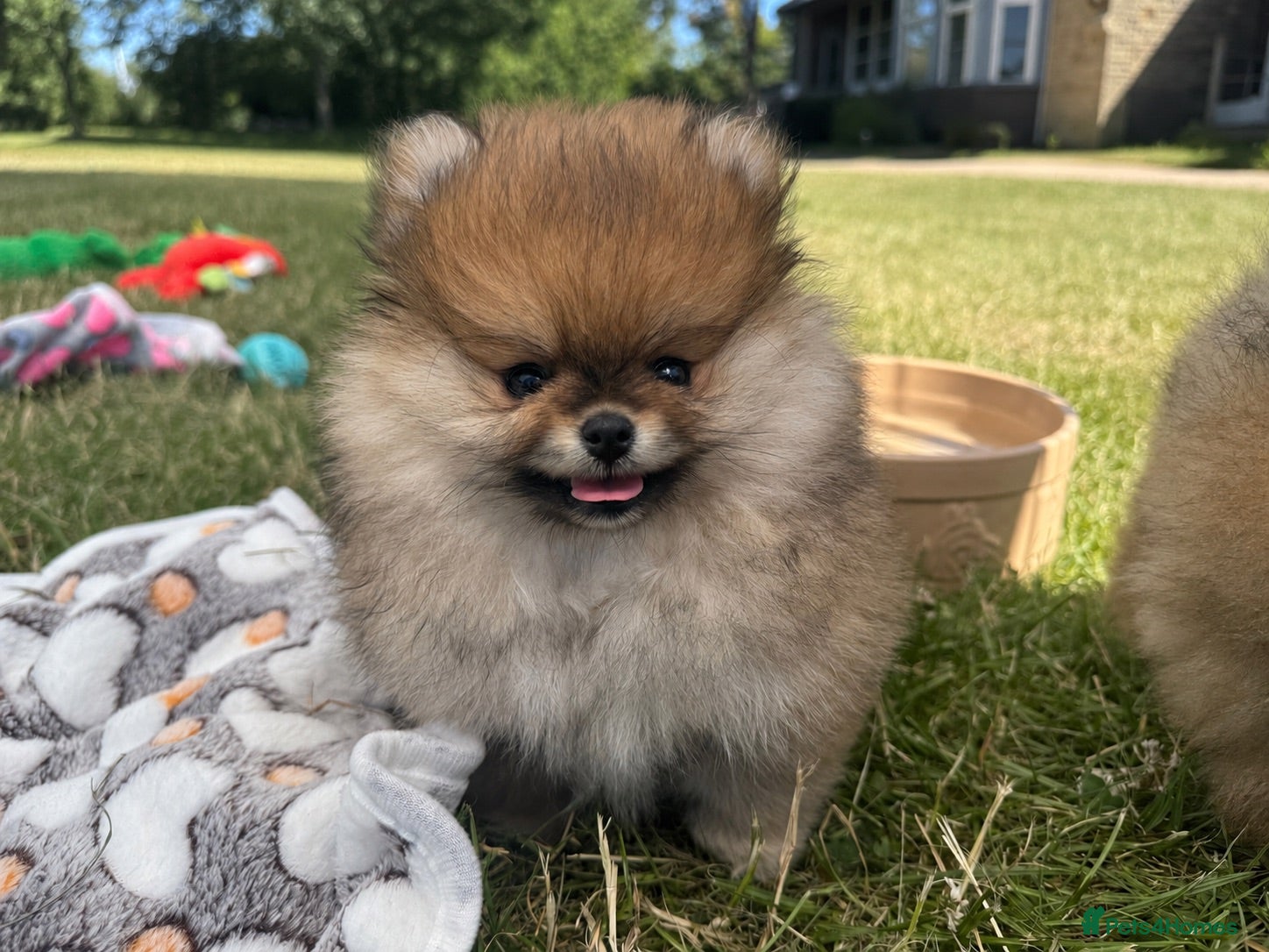 Pomeranian dogs KC Reg Pomeranian Girl puppy available  - Advert 1