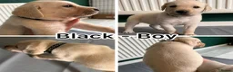 Labrador Retriever dogs for sale: Ready to leave labrador puppies 2girl 3male left  - Advert 4