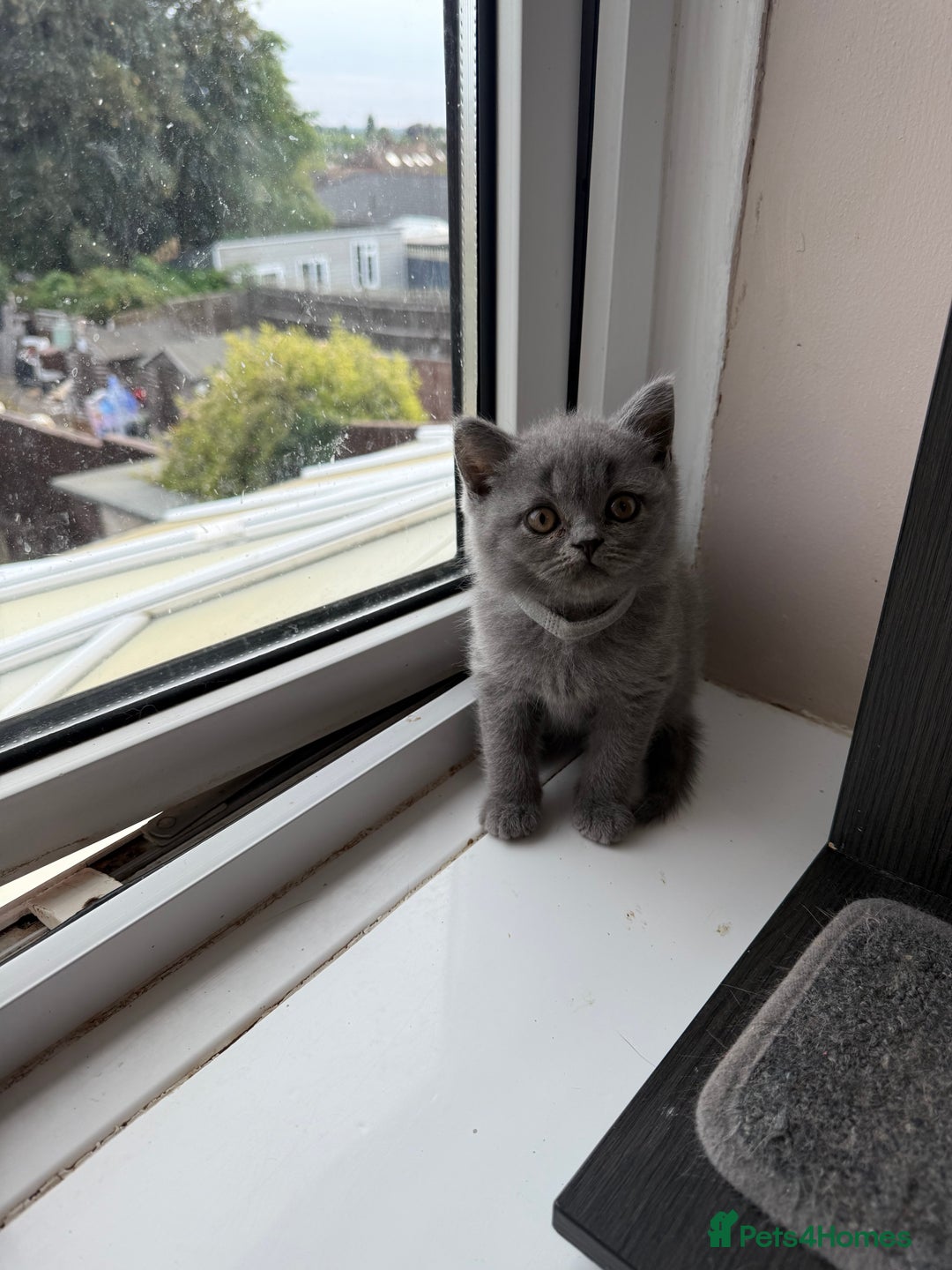 British Shorthair cats for sale: Pedigree BSH Last Female kitten ready to go!! - Image 7