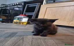 British Shorthair cats for sale: British shorthair kittens - Image 5