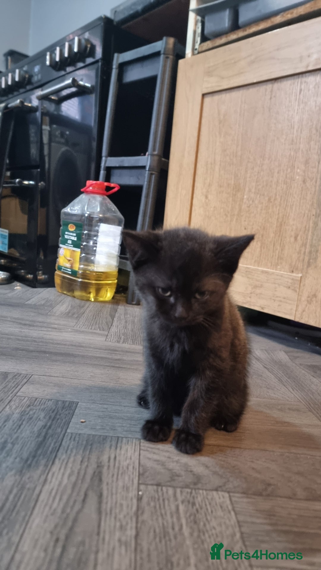 British Shorthair cats for sale: British shorthair kittens - Image 5