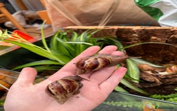 Snails invertebrates for sale: Baby/feeder and juvenile Giant African Land snails - Image 1