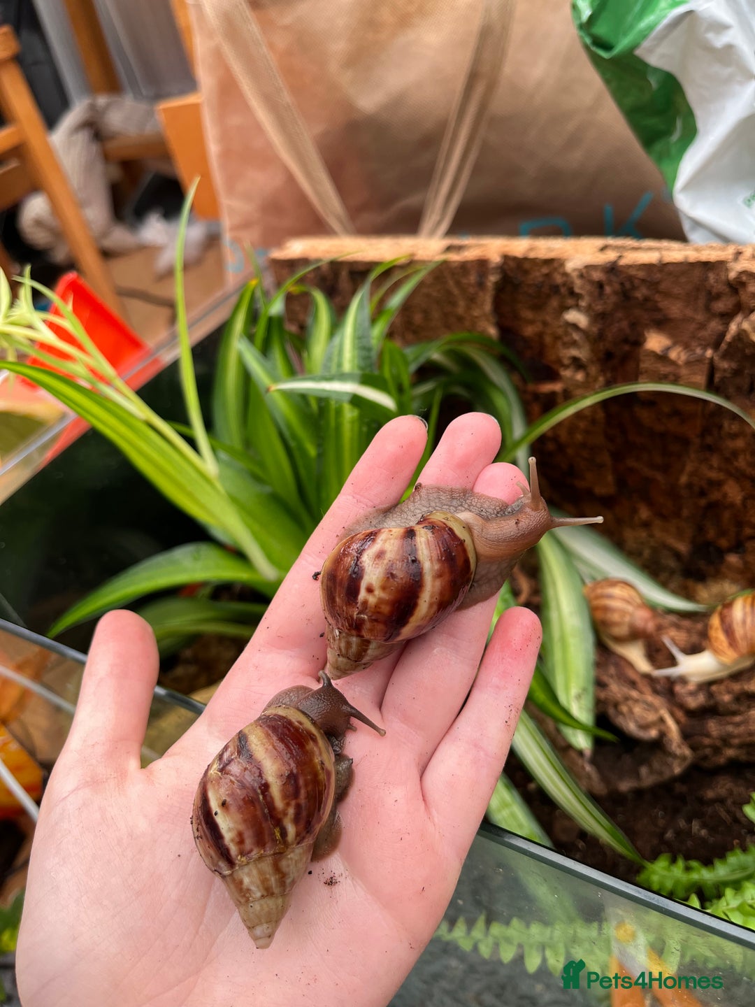 Snails invertebrates for sale: Baby/feeder and juvenile Giant African Land snails - Image 1
