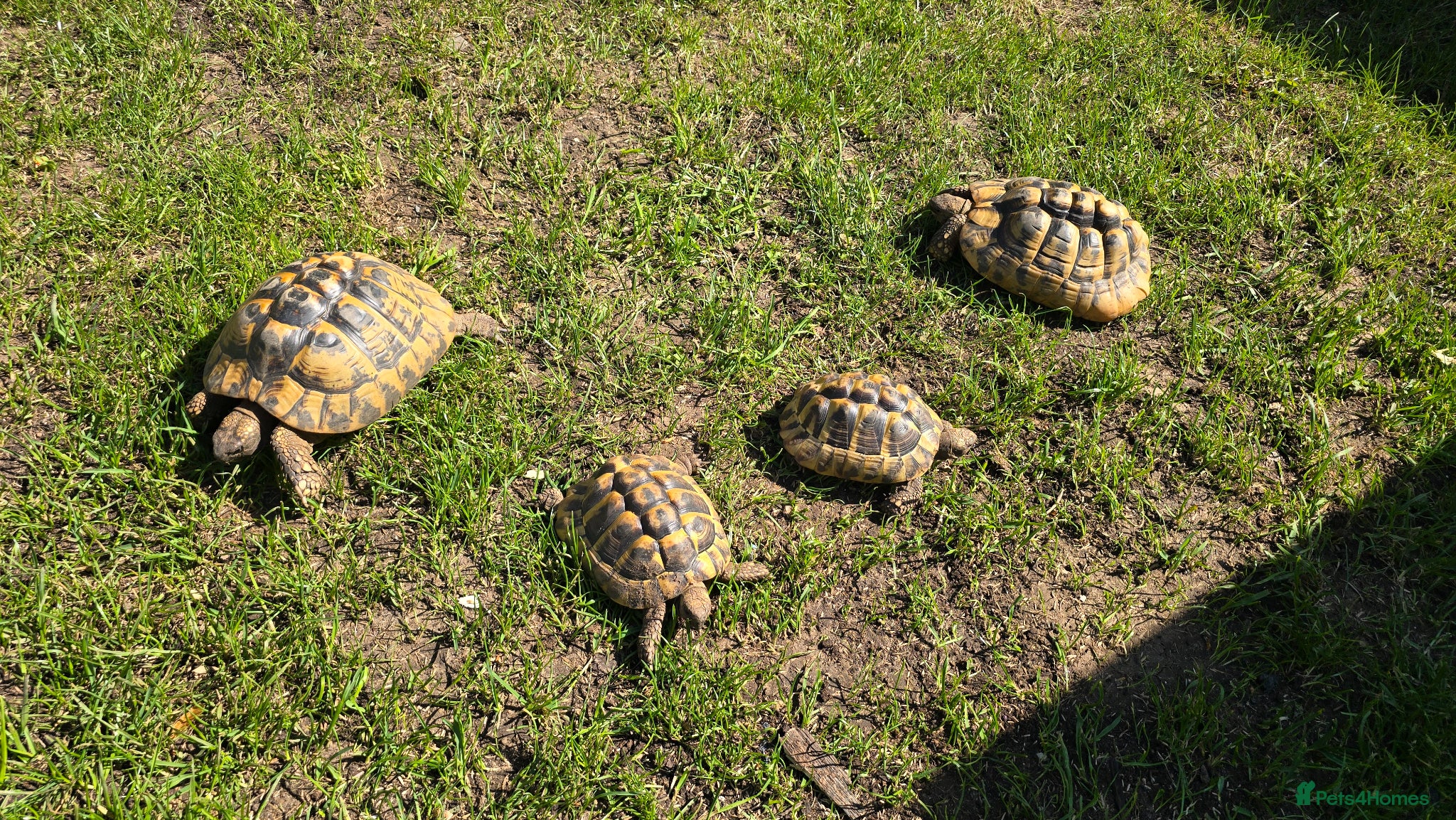 Hermann Tortoise reptiles Two 4 year old hermann tortoise - Advert 1