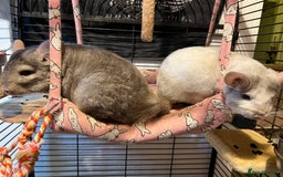 Chinchilla rodents for sale: Chinchillas for sale - Image 1