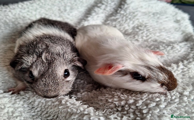 Guinea Pig rodents - Advert 2