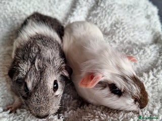 Guinea Pig rodents Two boars ready for rehoming - Advert 14
