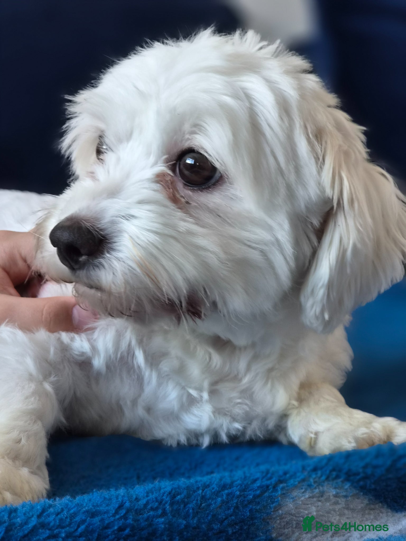 Maltese dogs Beautiful Maltese pupies - Advert 1