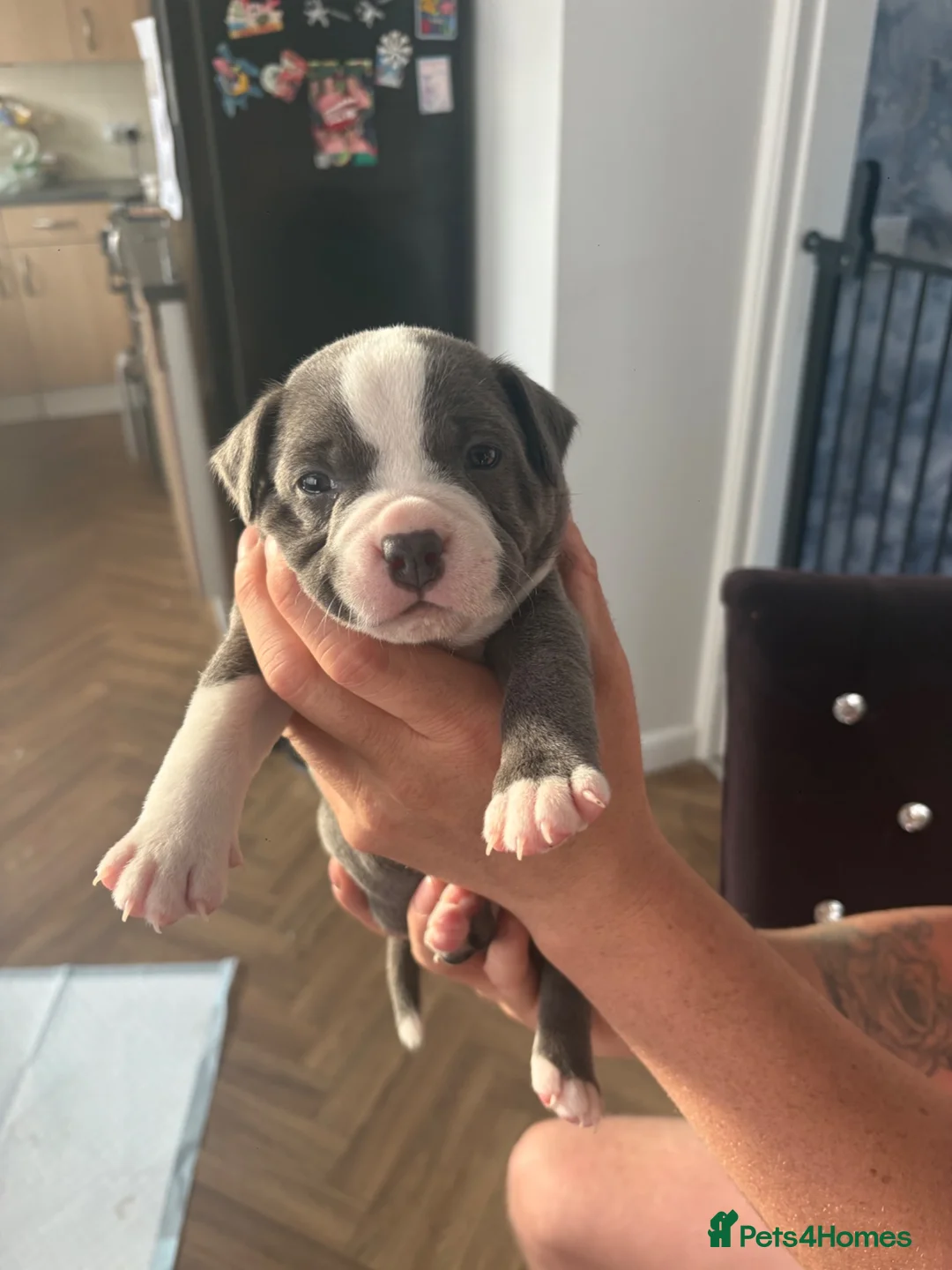 Staffordshire Bull Terrier dogs for sale: Blue Staffordshire bull terrier - Advert 2