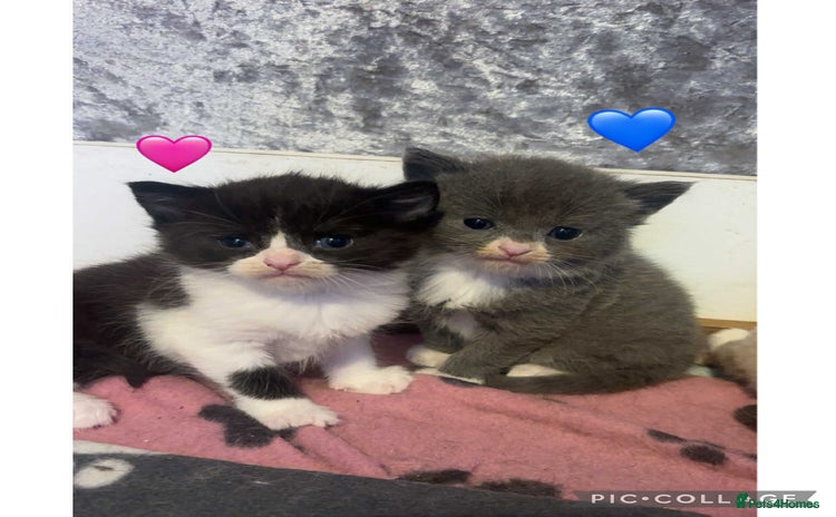 Mixed Breed cats - Advert 1