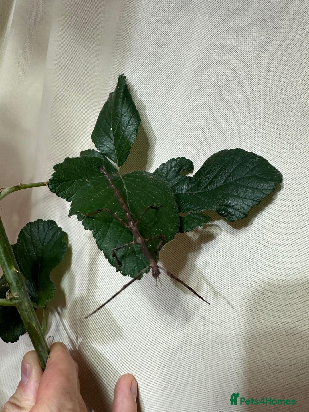 Stick Insects invertebrates for sale: Stick insects. Macleays spectre and red winged - Image 4