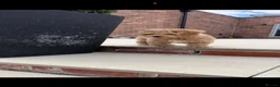 Maltipoo dogs for sale: Adorable Health tested F1 Maltipoo puppies - Advert 10