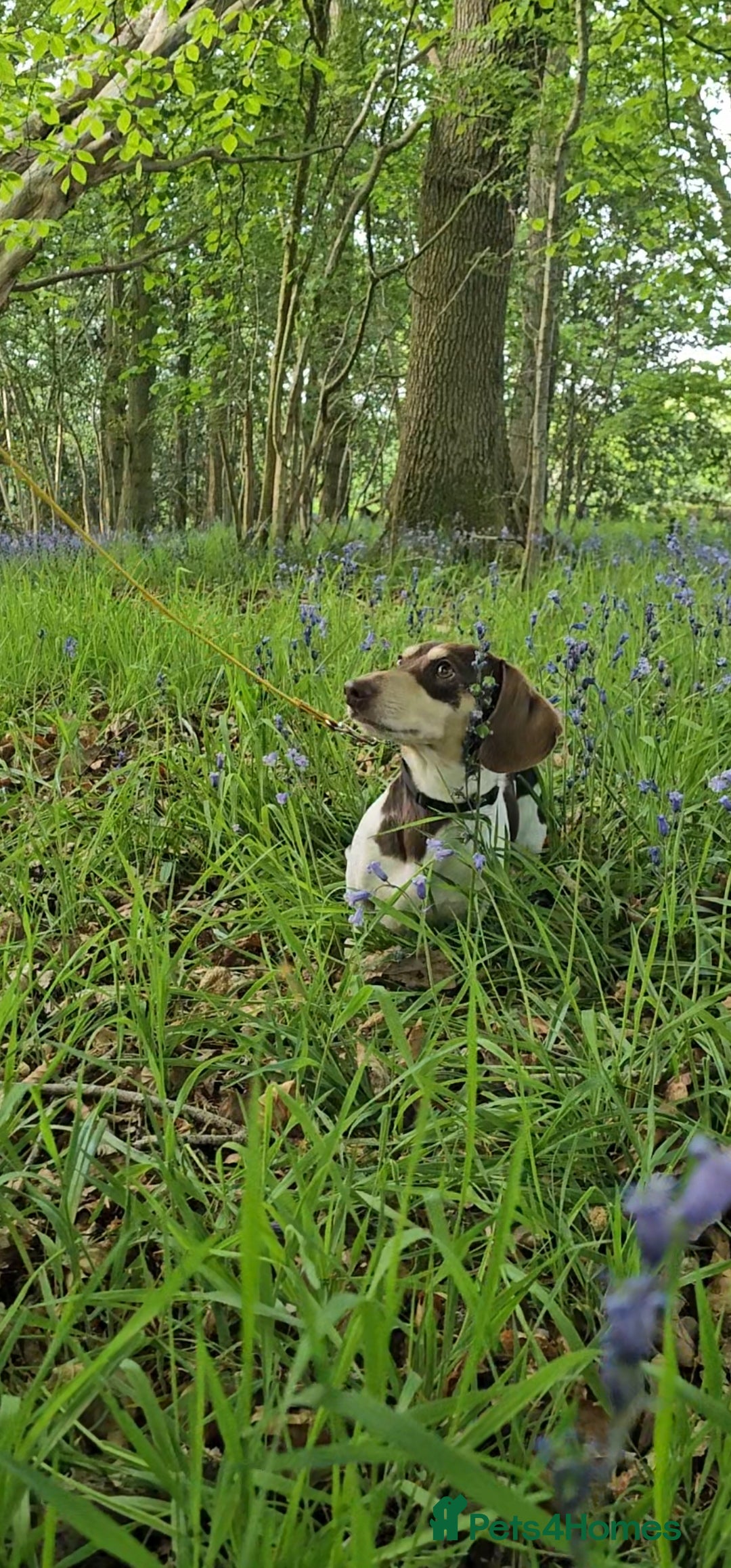 Miniature Dachshund dogs for stud: Piebald miniature Dachshund kc registered  in Blackburn - Advert 34