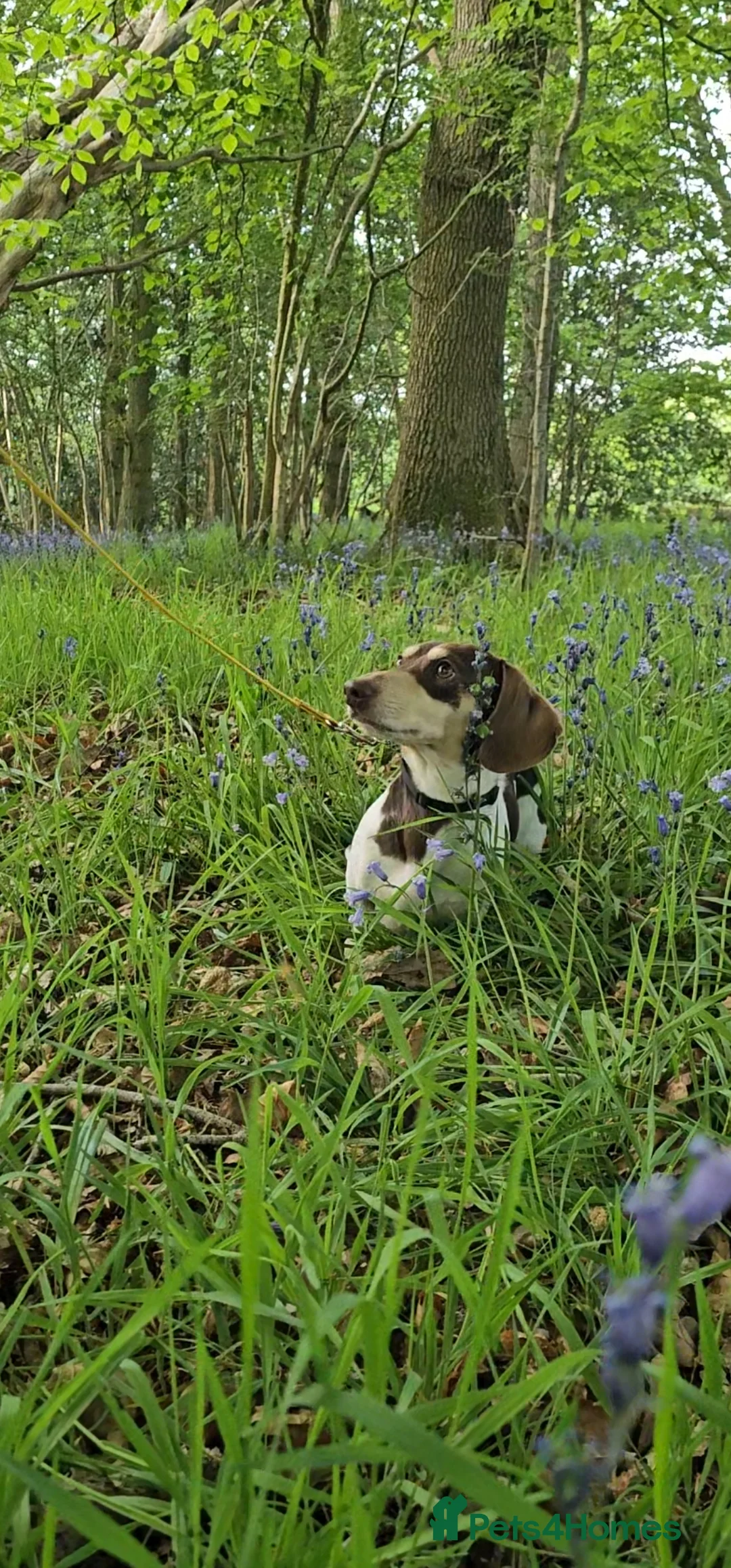 Miniature Dachshund dogs for stud: Piebald miniature Dachshund kc registered  in Blackburn - Advert 34
