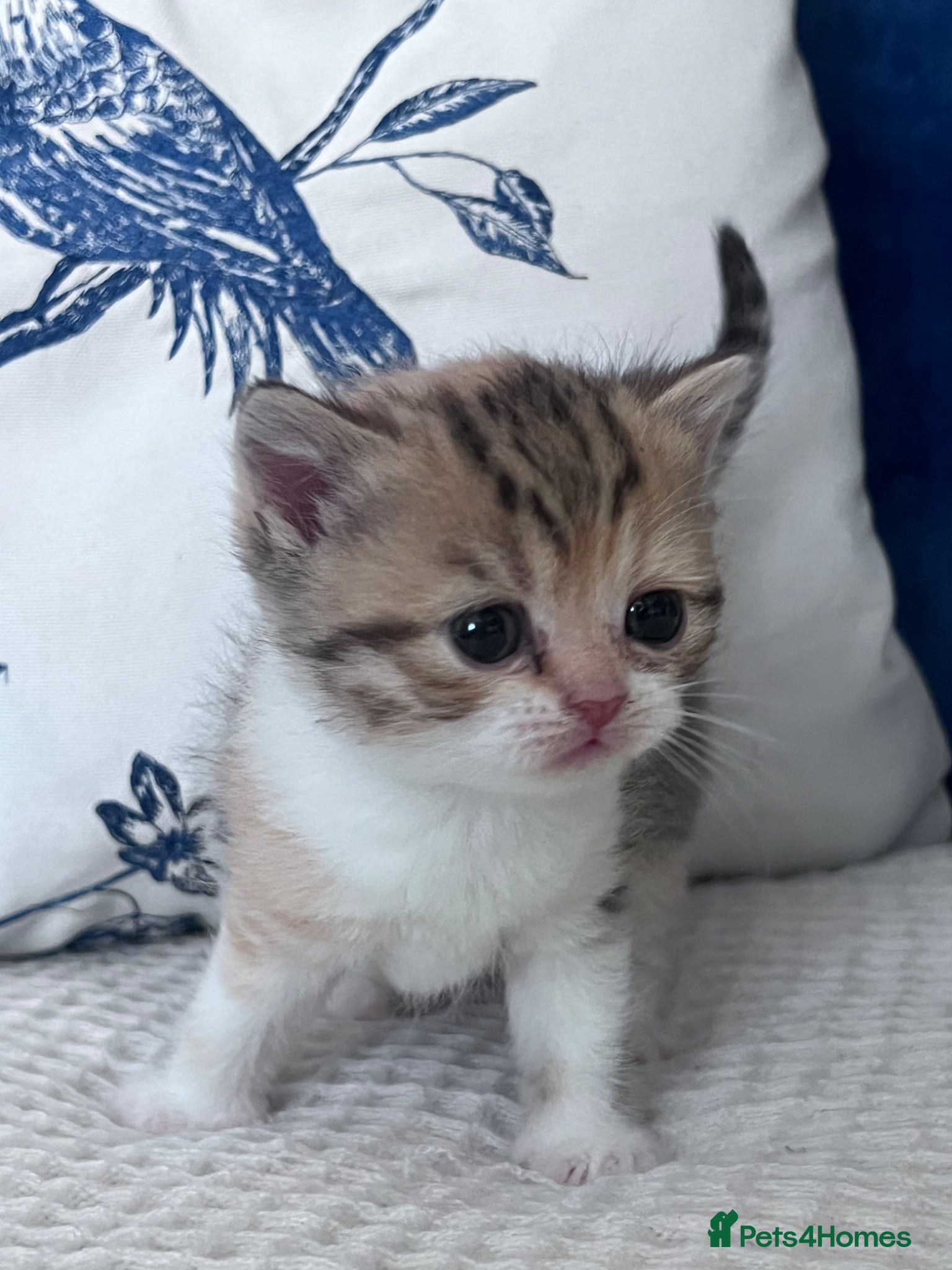 British Shorthair cats Beautiful British short hair kittens - Advert 17