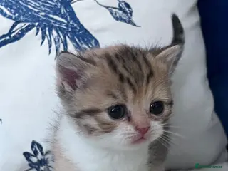 British Shorthair cats Beautiful British short hair kittens - Advert 17