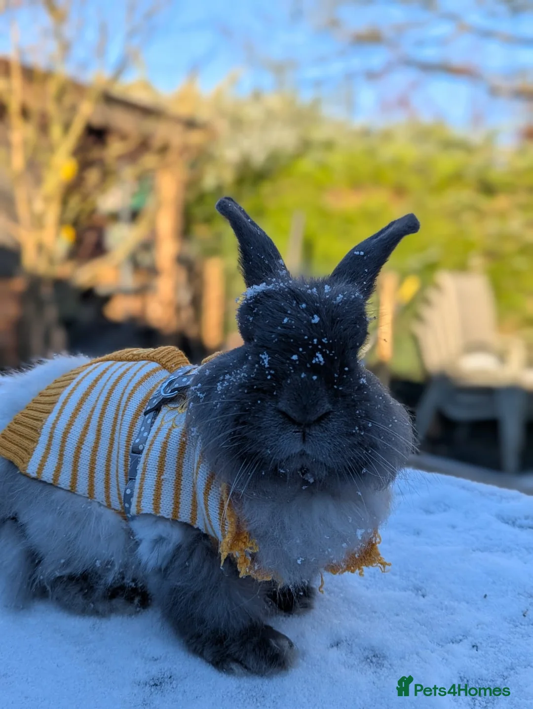 Angora rabbits for sale: Wilbur 💕 - Advert 1