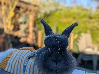 Angora rabbits Wilbur 💕 - Advert 1