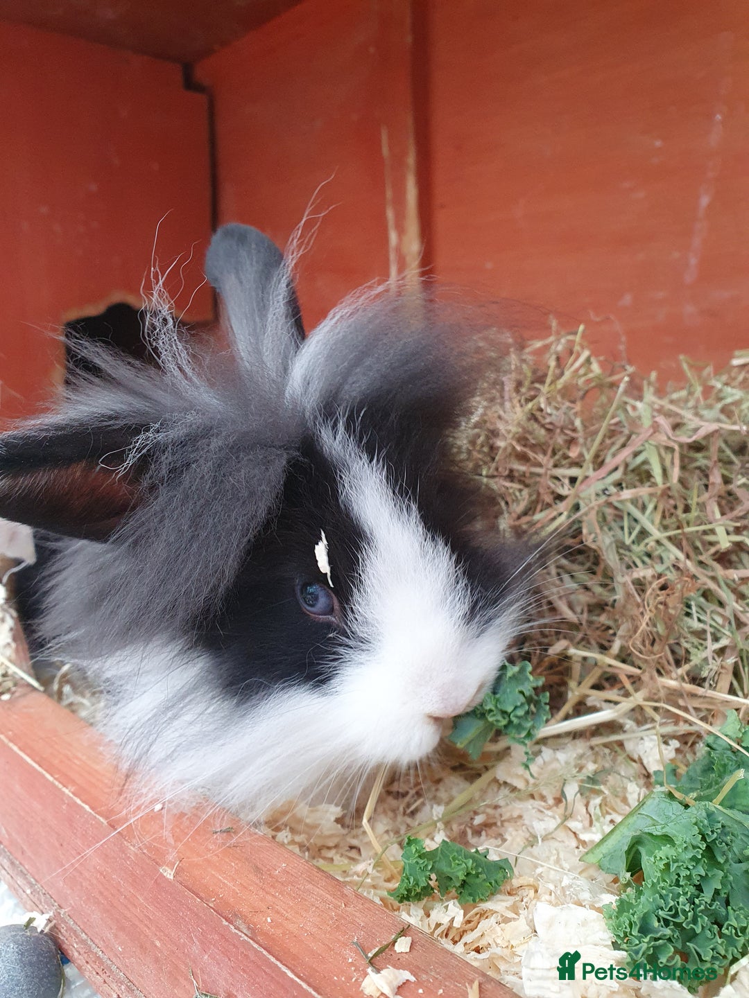Mini Lop rabbits for sale: Friendly baby rabbits available to loving homes - Image 14