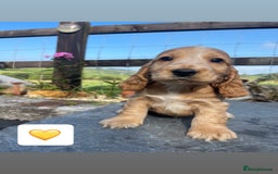Cocker Spaniel dogs for sale: KC reg & H/Tested Show Cocker Spaniels - Image 12