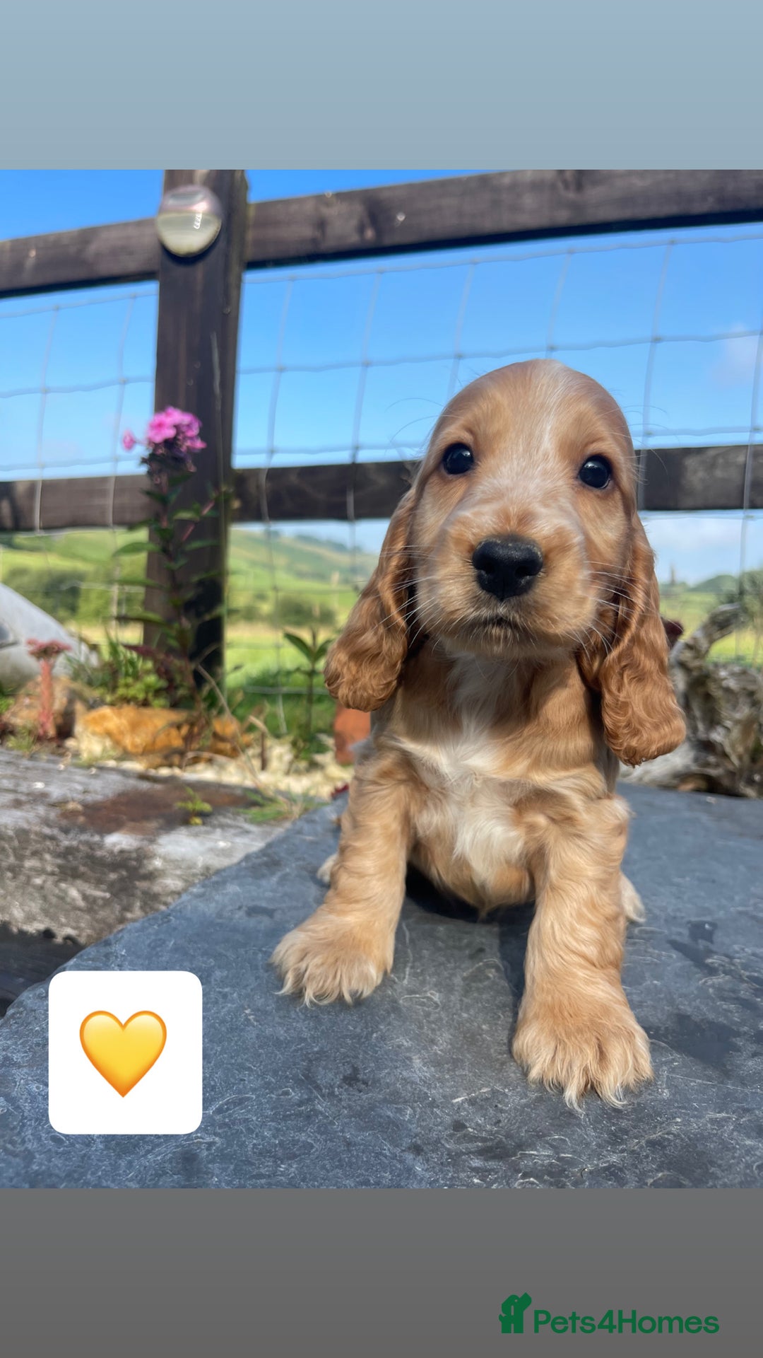 Cocker Spaniel dogs for sale: KC reg & H/Tested Show Cocker Spaniels - Image 12