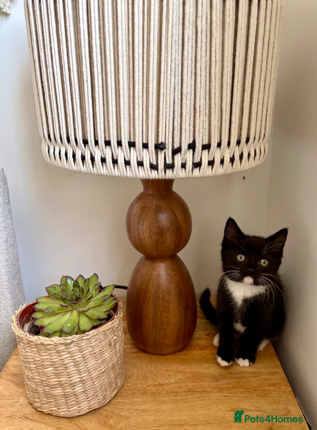British Shorthair cats for sale: British shorthair cross kittens  - Advert 2