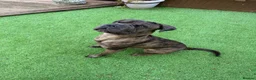 Mastiff dogs for stud: Rosco mastiff cross for stud in Cranbrook - Advert 1