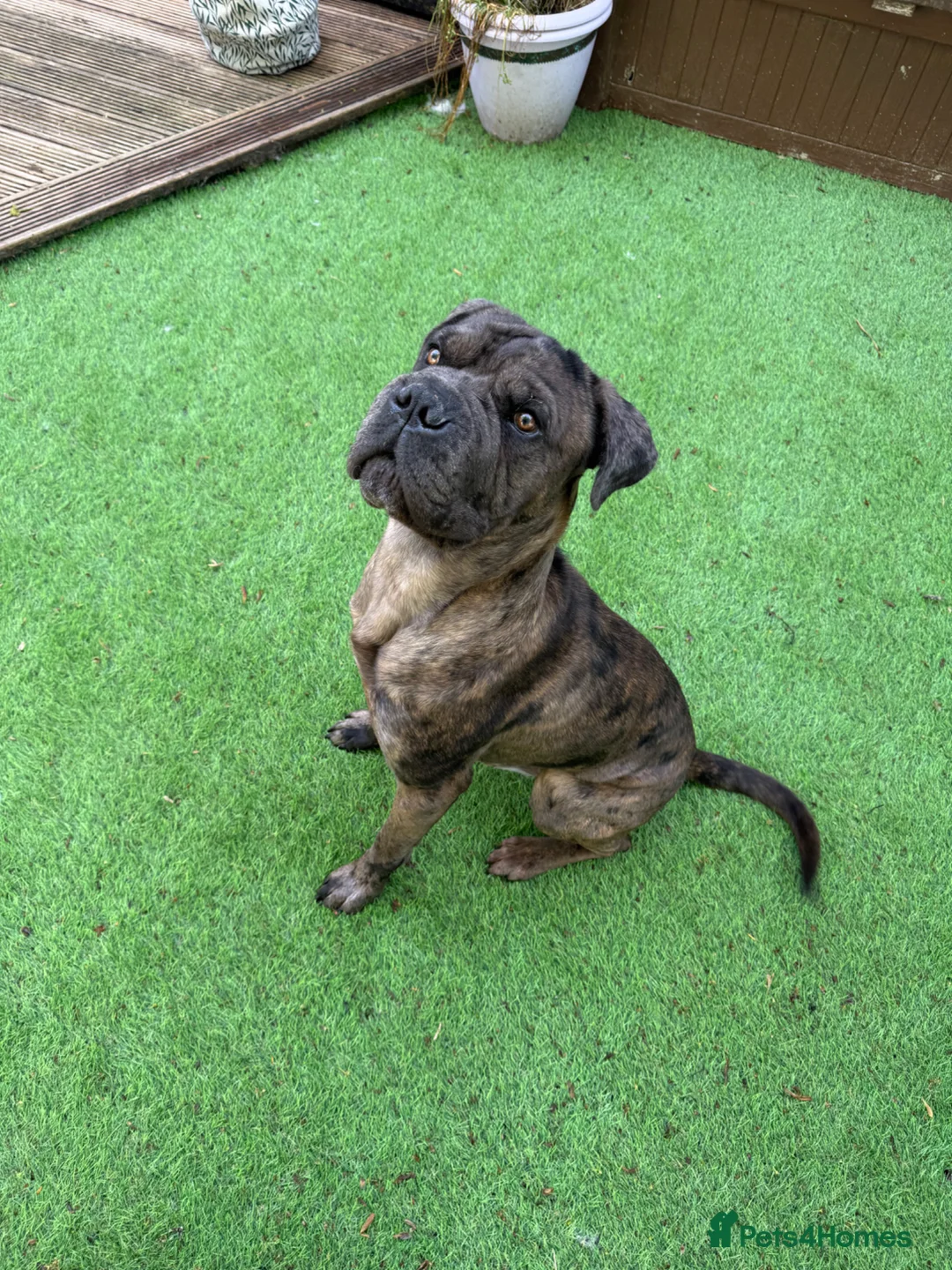 Mastiff dogs for stud: Rosco mastiff cross for stud in Cranbrook - Advert 1