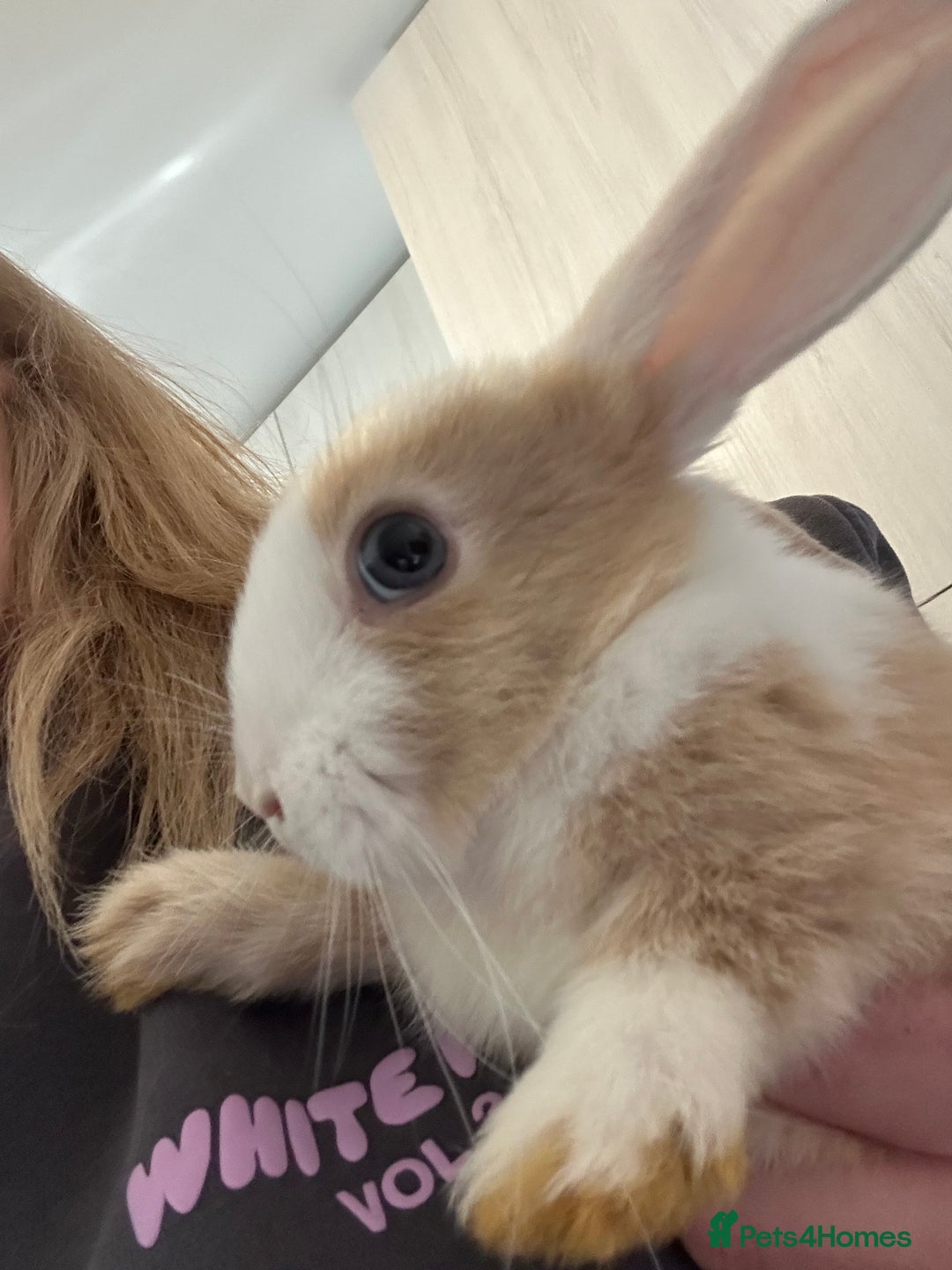 Mixed Breed rabbits for sale: Beautiful bunnies - Advert 8