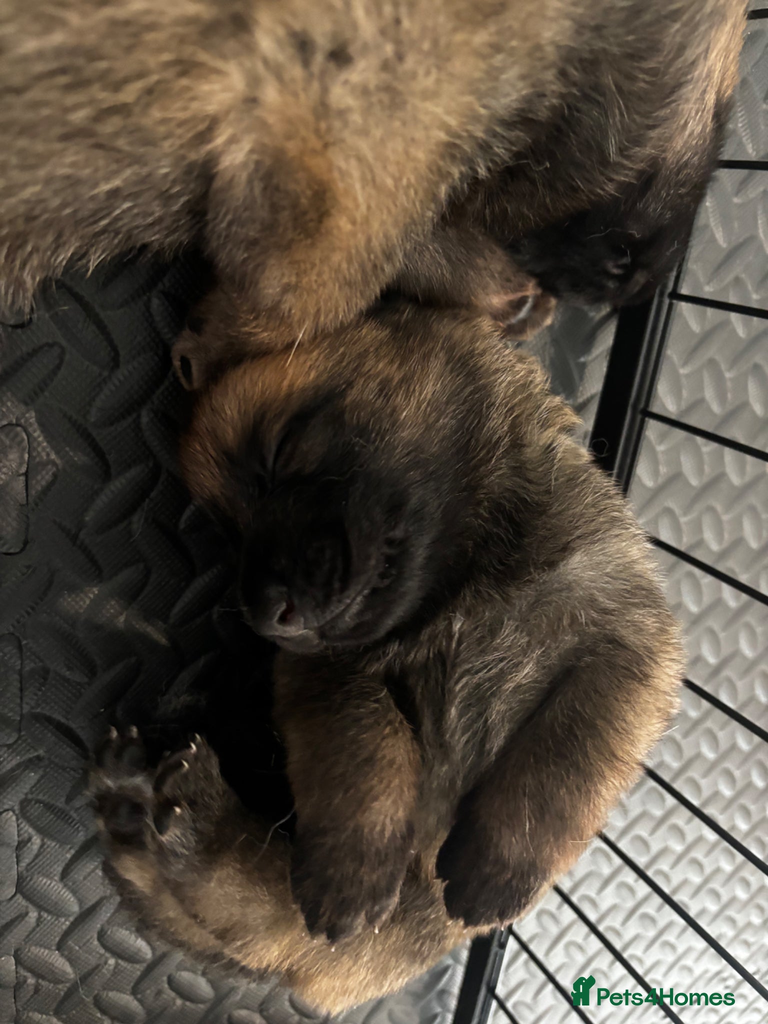 Mixed Breed dogs Malinois x GSD Puppies | Health Checked - Advert 2