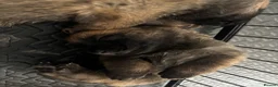 Mixed Breed dogs for sale: Malinois x GSD Puppies | Health Checked in Fleetwood - Advert 2