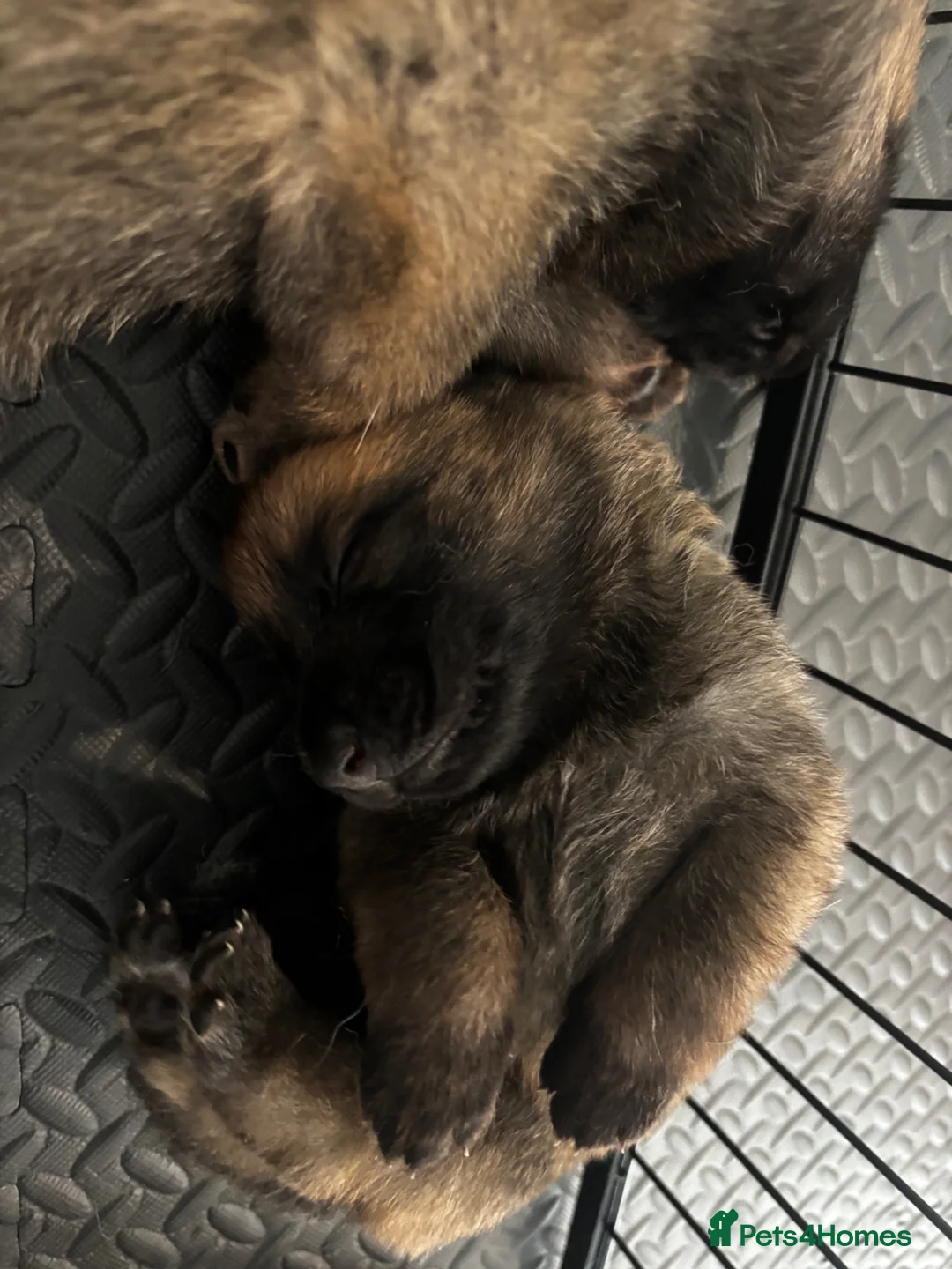 Mixed Breed dogs for sale: Malinois x GSD Puppies | Health Checked in Fleetwood - Advert 2