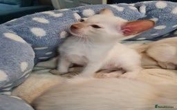 Siamese cats for sale: Siamese kittens 2 Chocolatepoint, 2 boys Bluepoint - Image 10