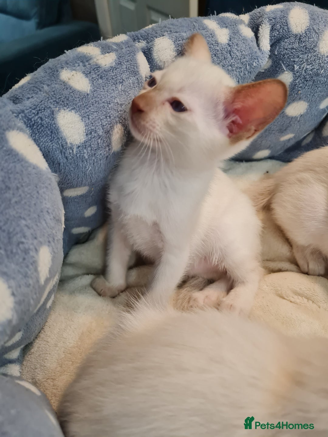 Siamese cats for sale: Siamese kittens 2 Chocolatepoint, 2 boys Bluepoint - Image 10