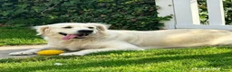 Golden Retriever dogs for sale: Beautiful KC registered female Golden Retriever - Advert 3
