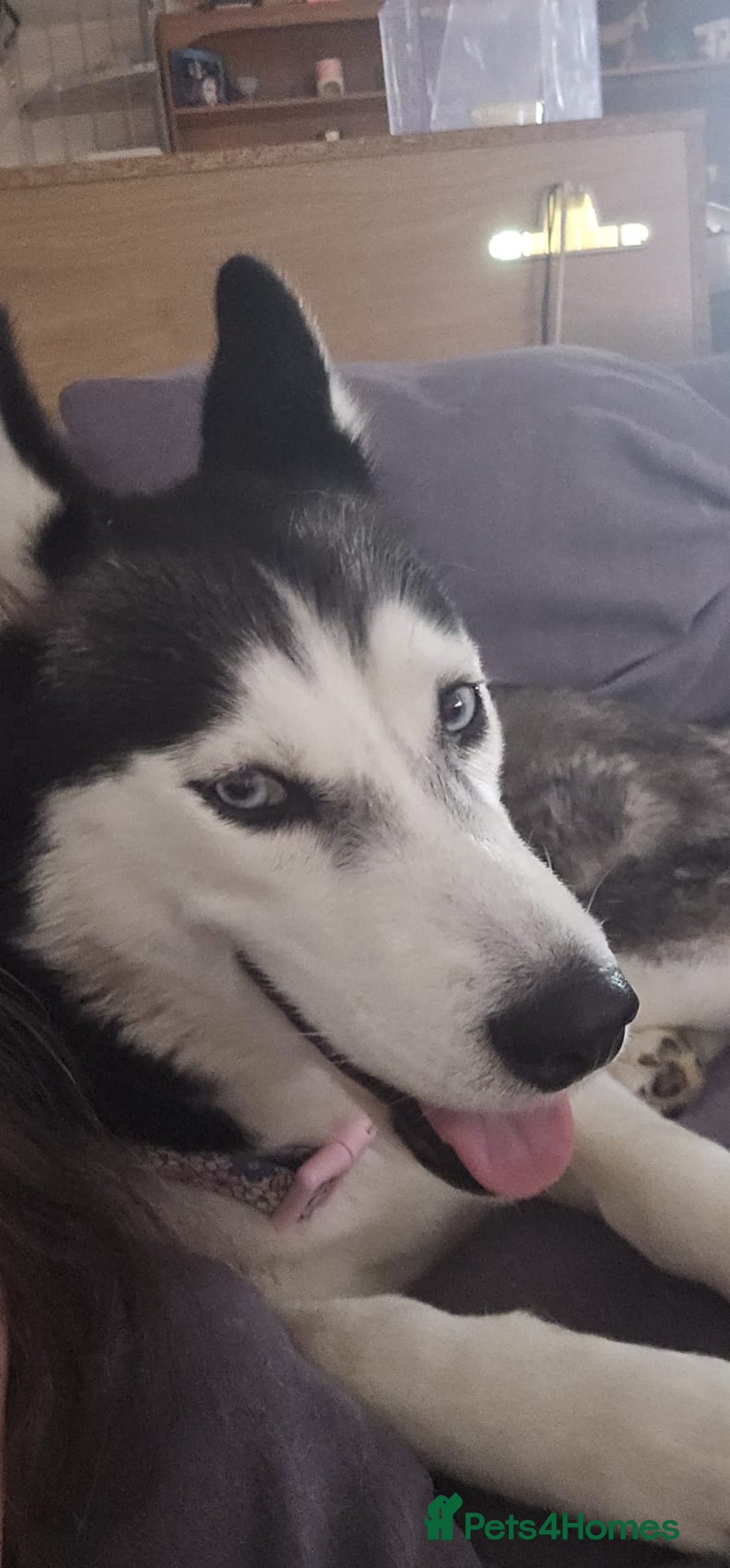 Siberian Husky dogs for sale: Luna The Husky  - Advert 2