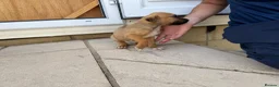 Mixed Breed dogs for sale: Puppies Ready to go the 31st - Advert 20