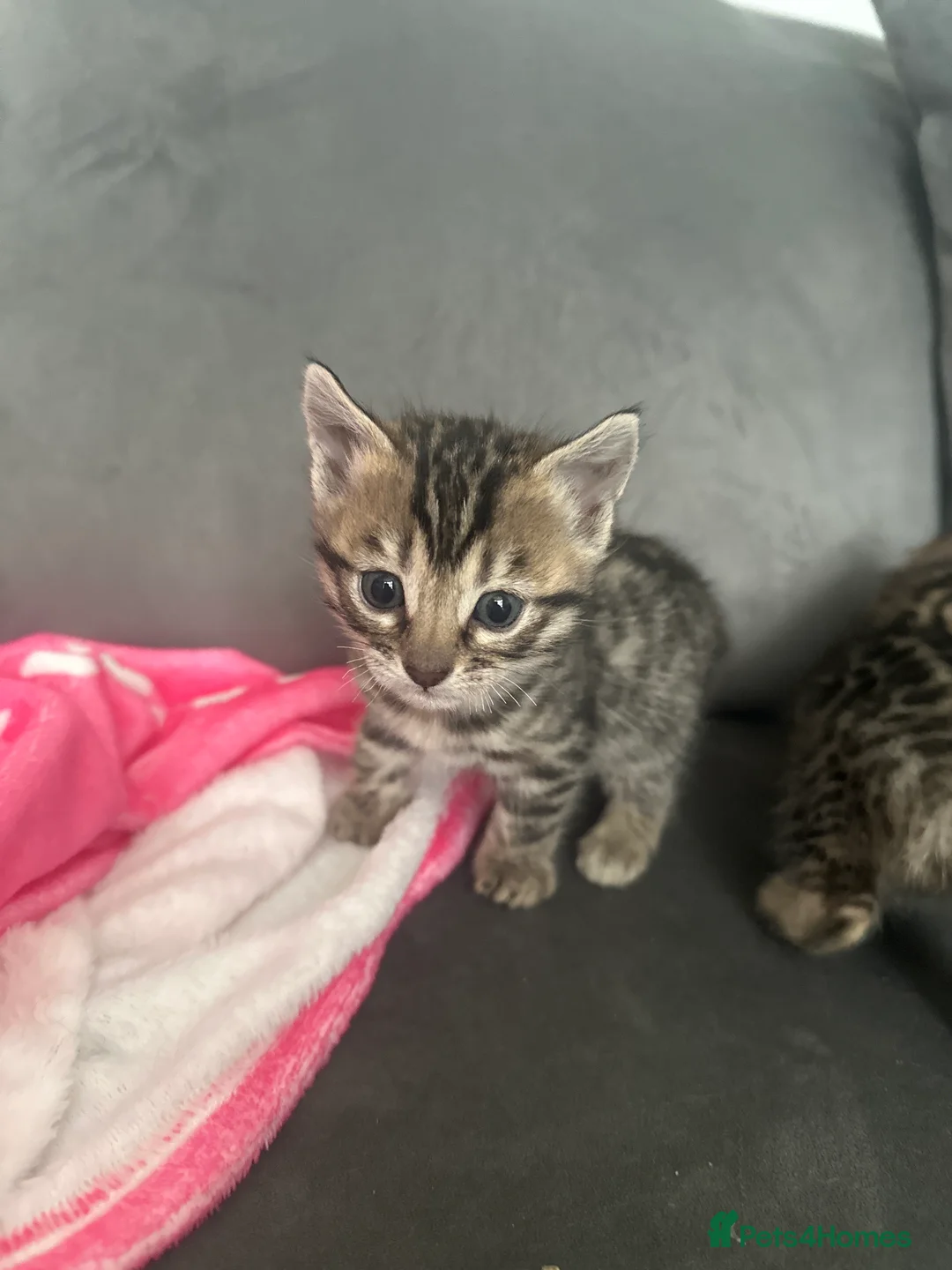 Mixed Breed cats for sale: Beautiful Bengal Ragdoll Mix Kittens for Sale - Advert 8