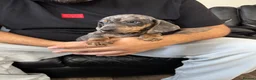 Dachshund dogs for sale: Miniature Dachshund puppies  - Advert 5