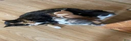 Mixed Breed cats for sale: Little kittens  in Basildon - Advert 8