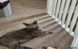 Mixed Breed cats for sale: Mixed breed kitty - Image 2