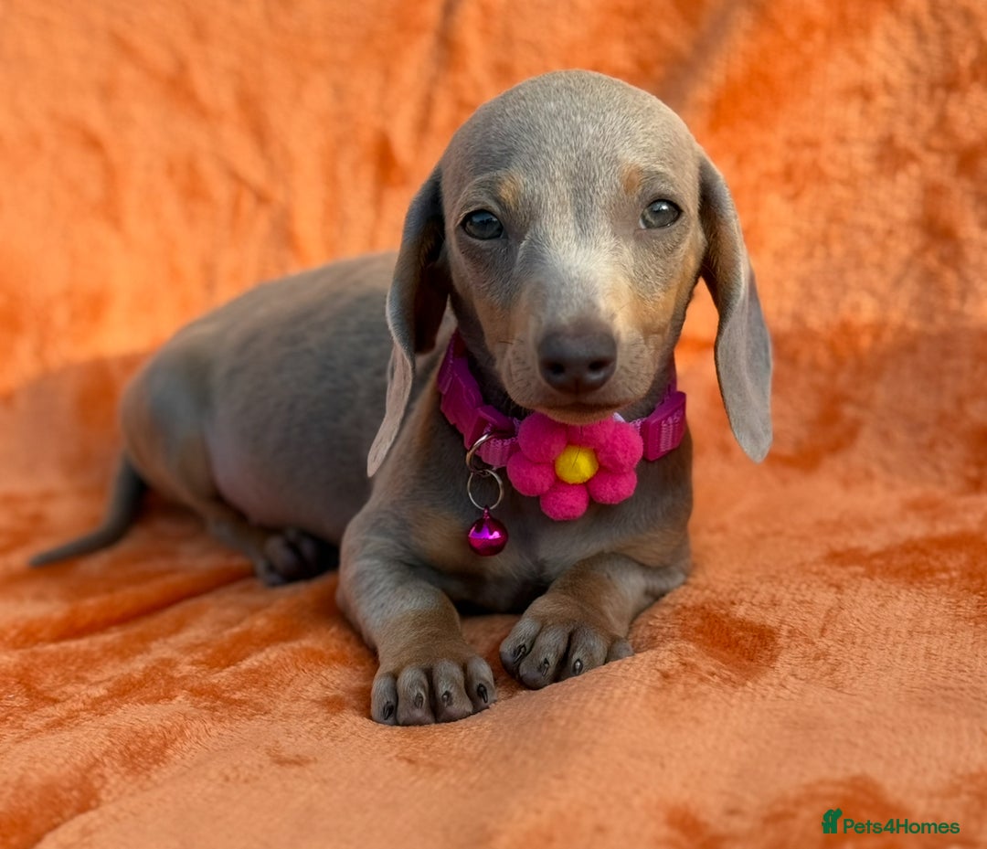 Miniature Dachshund dogs for sale: KC Reg Miniature Dachshund Puppies  - Image 12