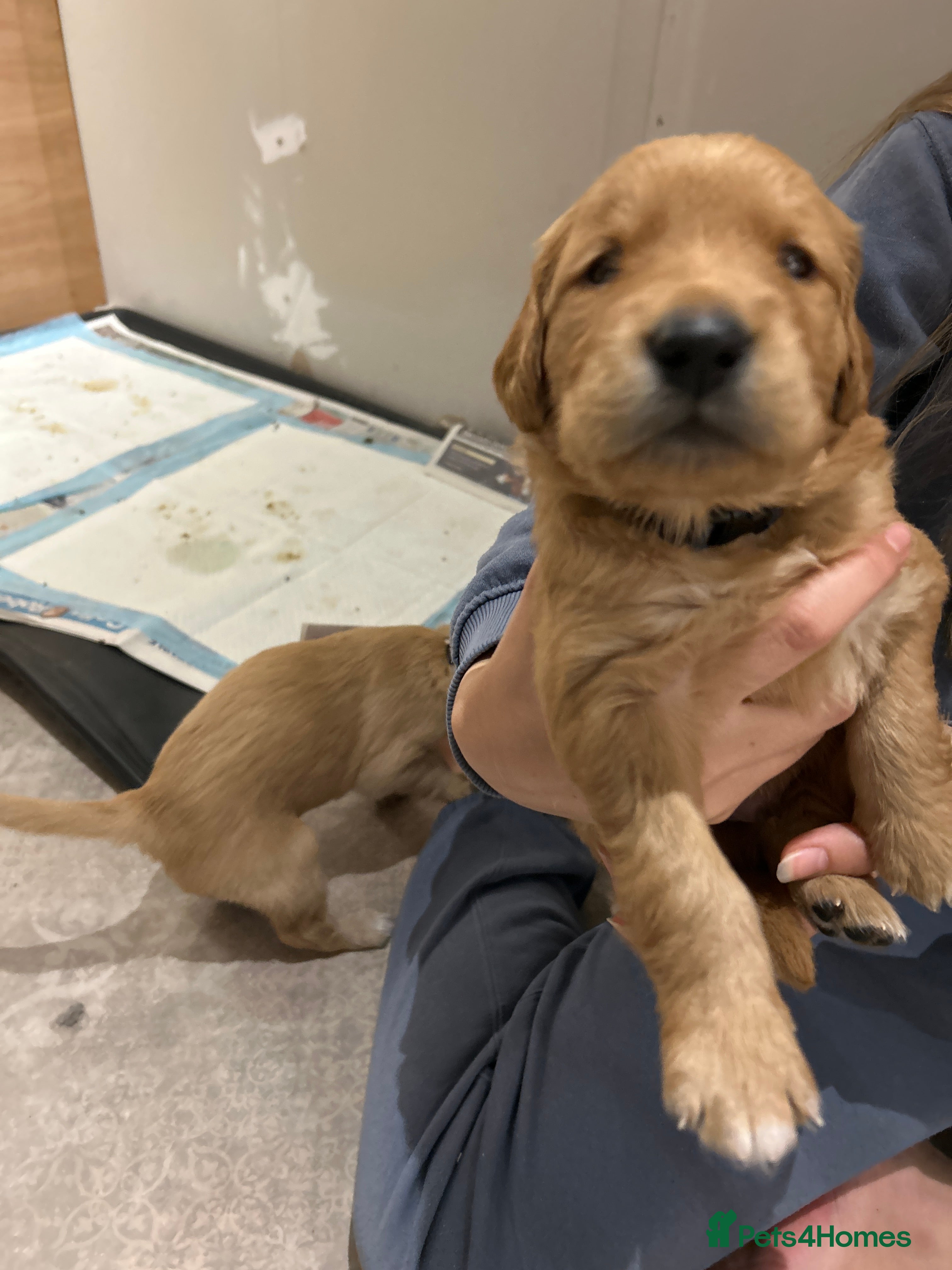 Golden Retriever dogs Working Golden Retriever puppies - Advert 2