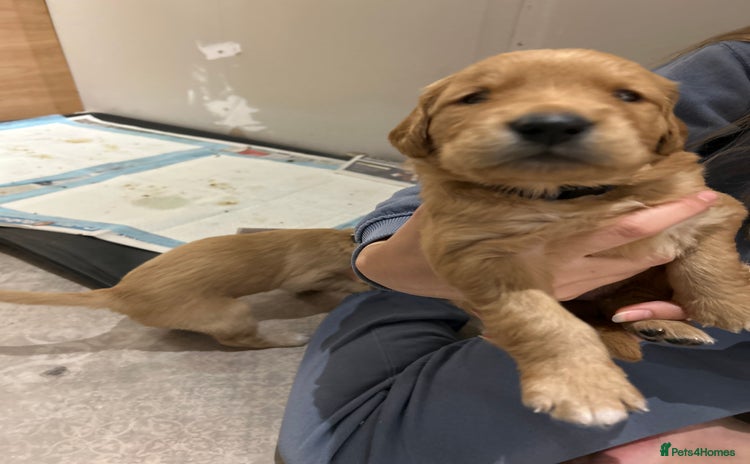 Golden Retriever dogs Working Golden Retriever puppies - Advert 1