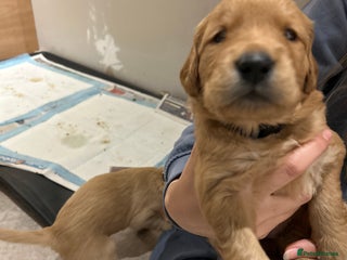 Golden Retriever dogs Working Golden Retriever puppies - Advert 1